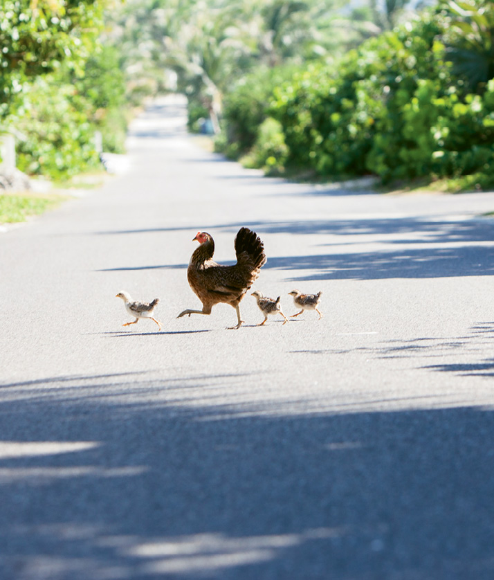 Roaming chickens are a common site