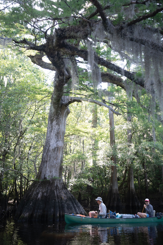 An ancient cypress tree along the riverbank.