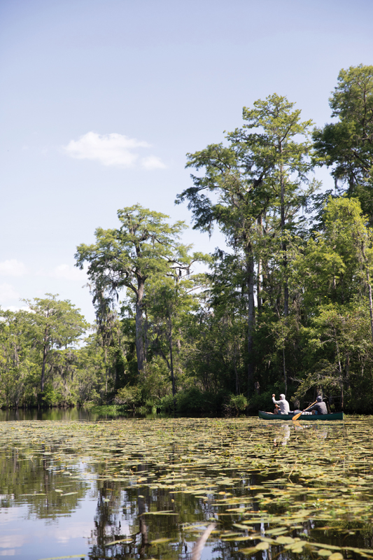 The river widens, and the cypress trees get bigger as the group nears the coast.