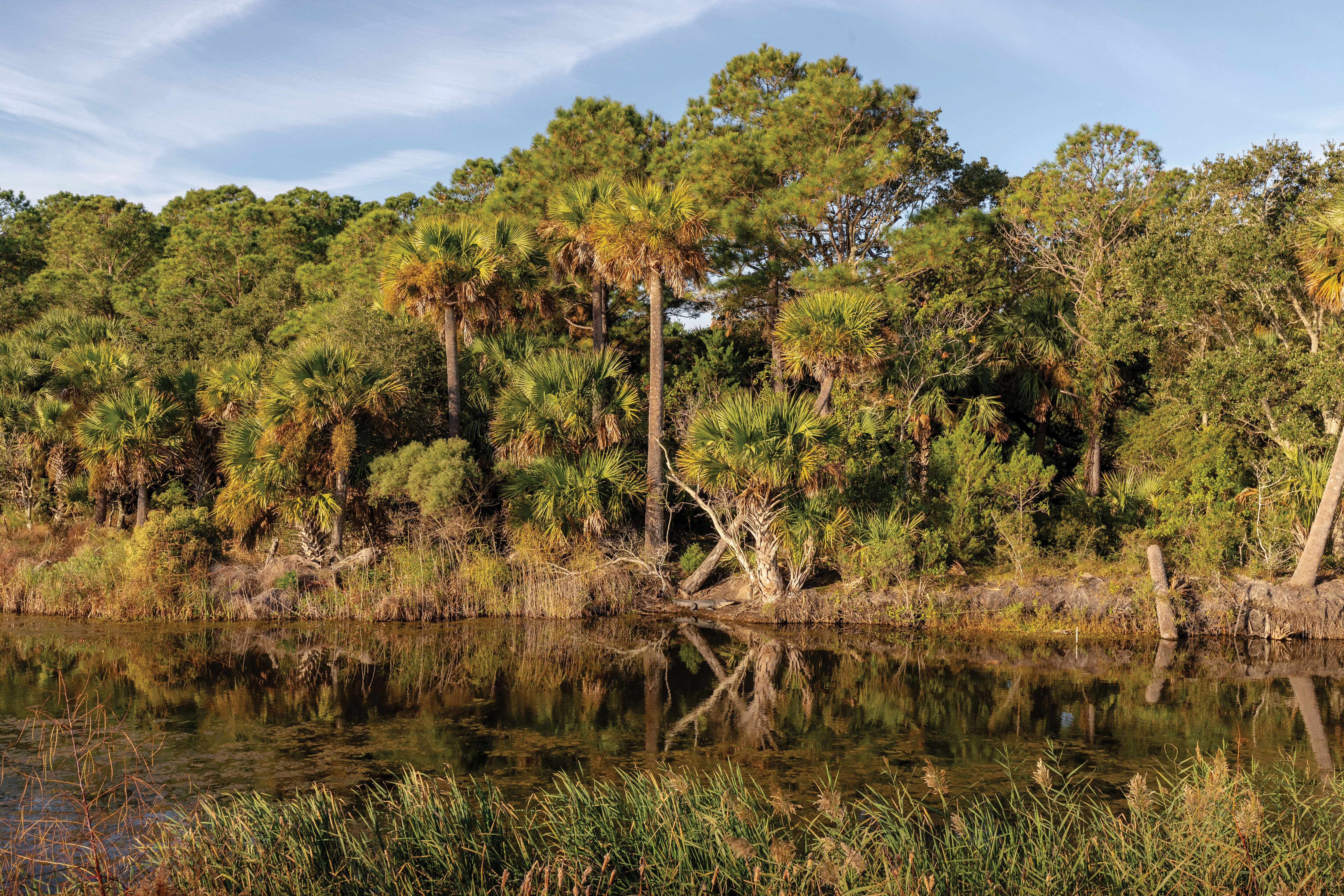 “It’s just a matter of can they keep up, given sea-level rise and loss of sediment in relation to higher, stronger tides. Without these islands, species like sea turtles and shore birds can’t survive.”  —Sarah Dawsey,  Cape Romain National Wildlife Refuge manager