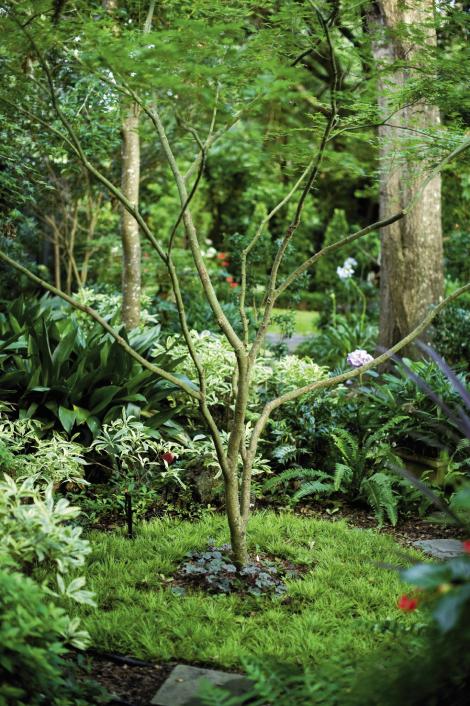 BRANCHING OUT: A Japanese maple planted with Acorus grass, shady lady, Daphne odora, and ferns