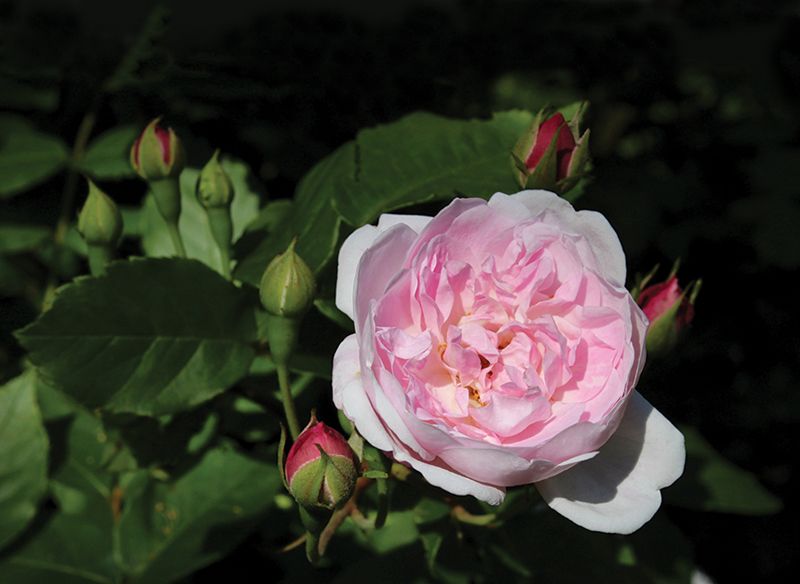 Philippe Noisette, who ran a nursery near present-day Hampton Park, introduced ‘Blush Noisette’ around 1817.