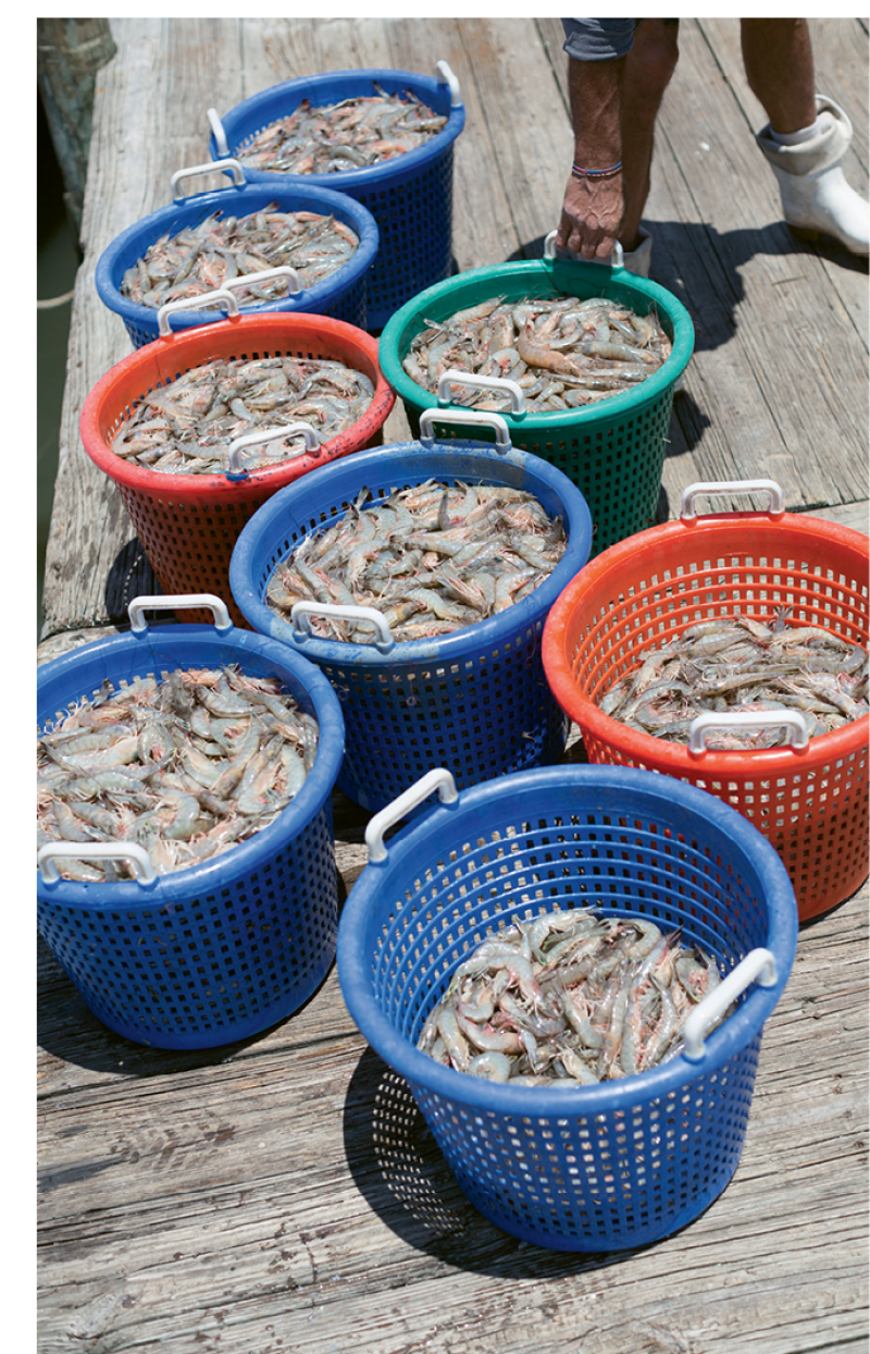 Unloading the catch on Geechie Dock