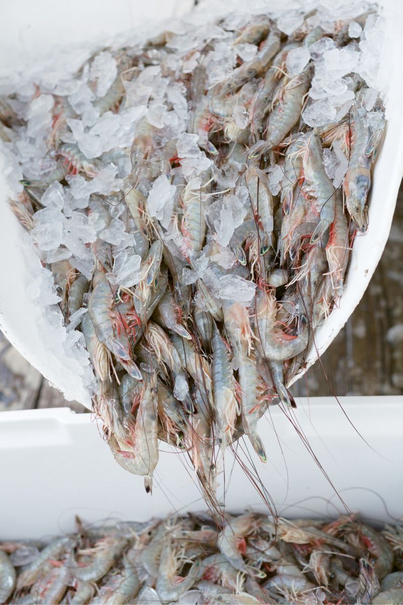 Unloading the catch on Geechie Dock