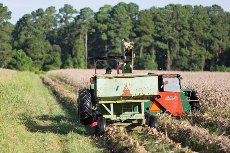 Fields of Dreams: A.J. Freeman is the fourth generation of his family to farm on John’s Island. His father and uncles, all in or nearing their 70s, still work with him, growing the prized sweet corn, tomatoes, potatoes, and numerous other crops that have long been favorites at local farmers markets.