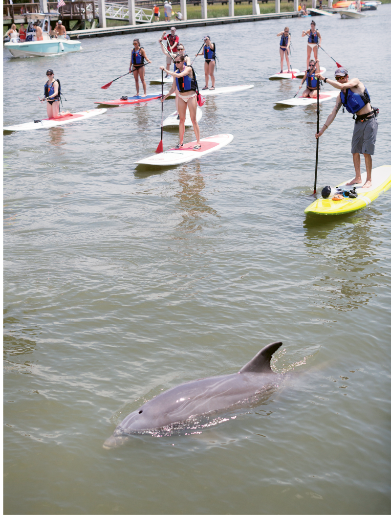 A dolphin joins a group of paddlers.