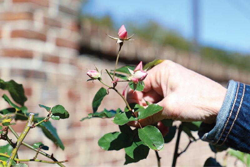 The Joseph Manigault House, where ‘Champneys’ Pink Cluster’ was budding in February.