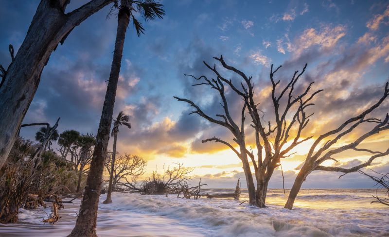 High Tide at Botany: The maritime forest at Botany Bay Plantation