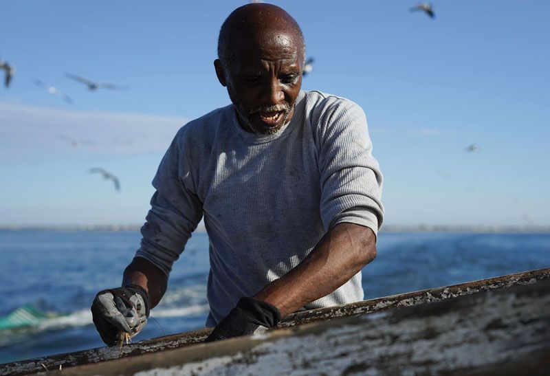 Carl sorts the shrimp into baskets to be iced and stored.