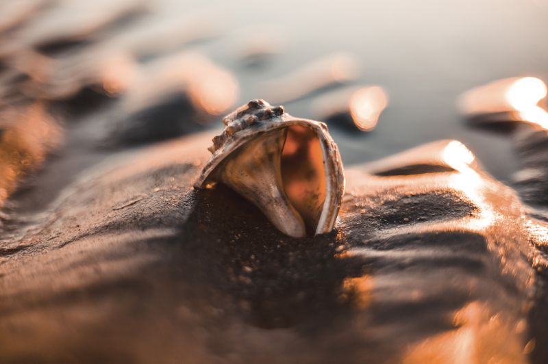 Low tide at sunset