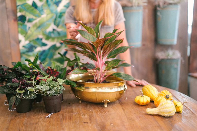 For this Thanksgiving arrangement, place the largest plant (Out of the Garden’s Naomi Wallace used a ‘Petra Croton’ in a nine-inch pot) in the center of the container.