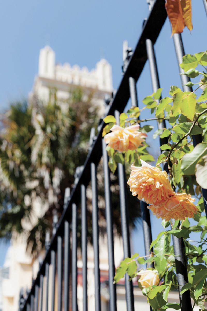 ‘Maréchal Niel’ climbs a fence at The Unitarian Church on Archdale Street.