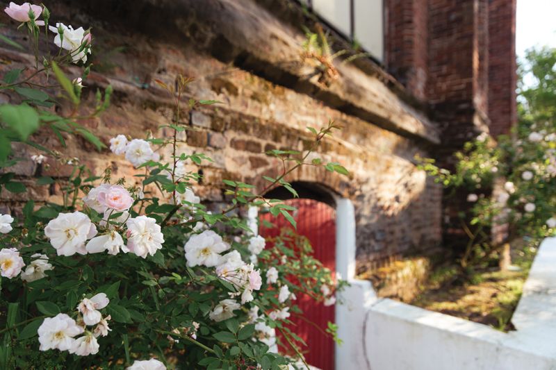 Planted in the 1990s as part of the Heritage Rose Trail, ‘Belle Vichyssoise’ shrubs grow alongside Elizabeth Street’s New Tabernacle Fourth Baptist Church.