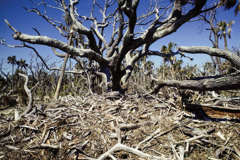 NatureScene documented the remains of a live oak tree six months after Hugo.