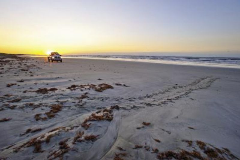 Turtle teams and DNR patrols scan beaches along the South Carolina coast every morning from May through October, searching for signs that a nesting loggerhead has made her maternal nocturnal trek.