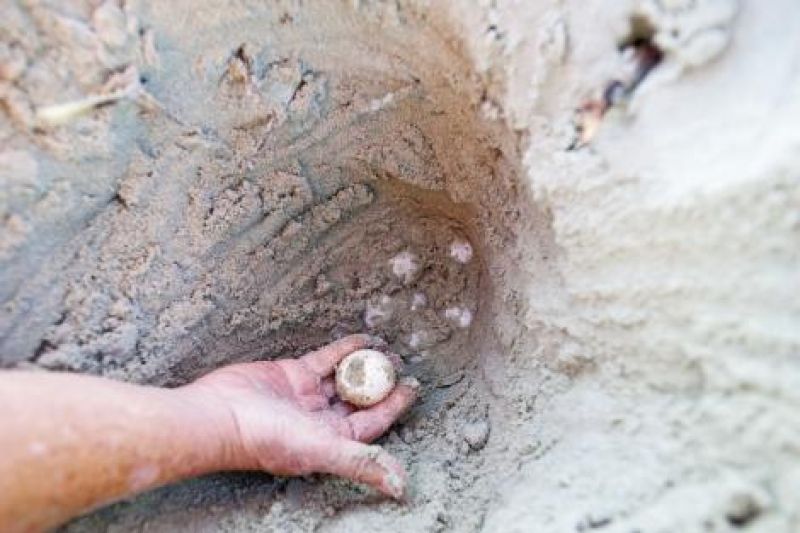 Only trained and licensed DNR volunteers can dig out a nest or handle eggs. Teams will move a nest laid below the high tide line further into the dunes.