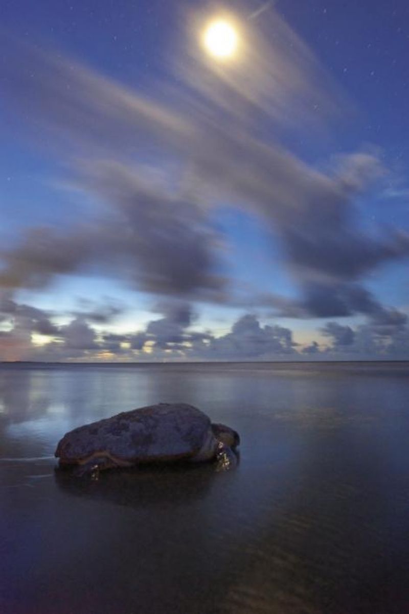 A mature female loggerhead returns to the sea after laying her eggs.