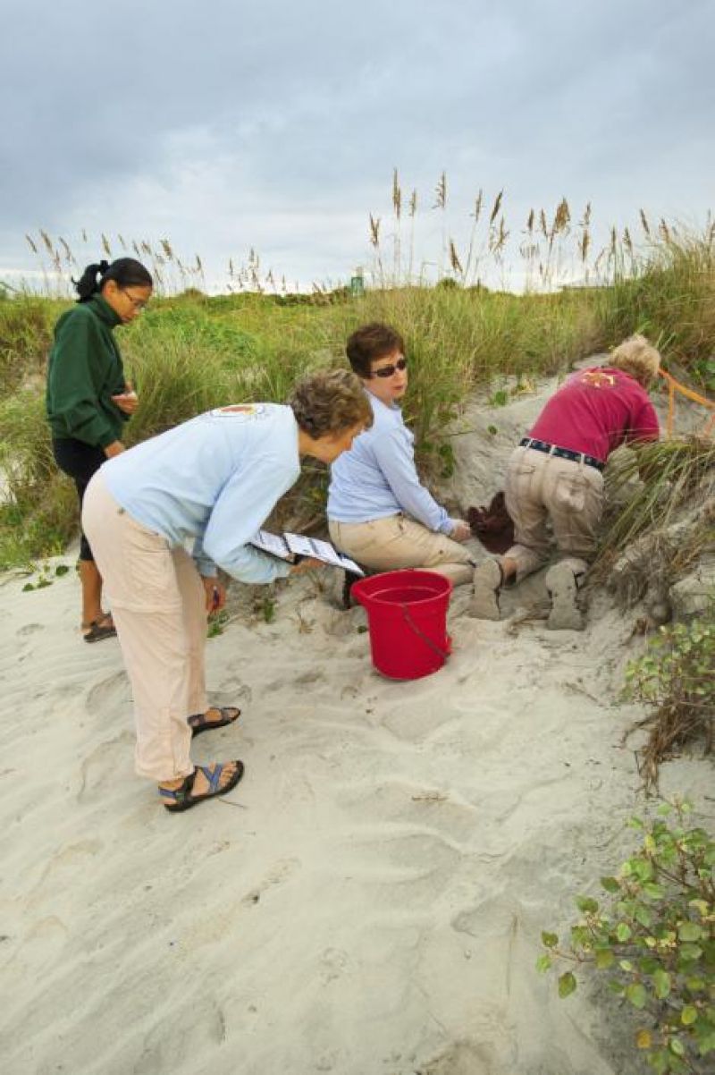 Volunteers count eggs that did not hatch and look for straggler babies.