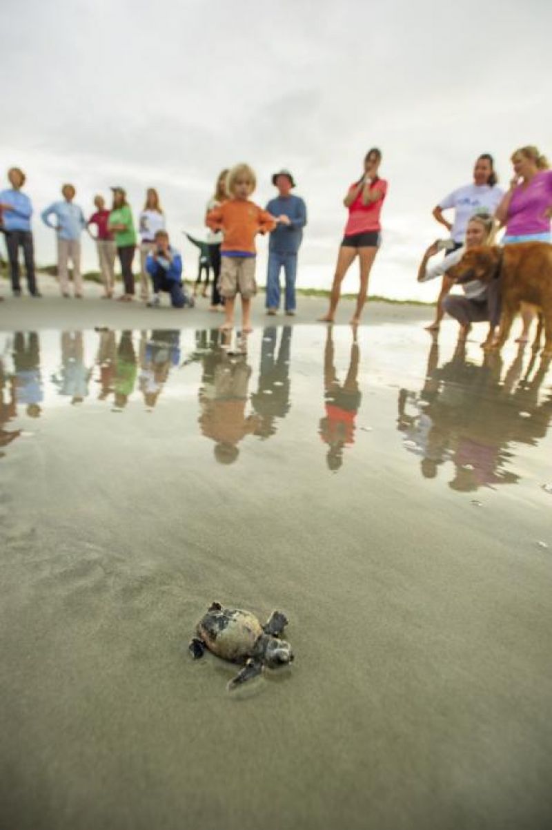 Volunteers nudge babbies toward the ocean.