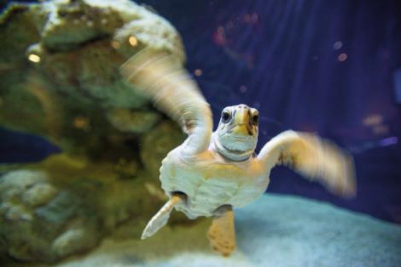 After incubating in the sand dunes for 45 to 60 days, hatchlings must crawl to the ocean, make it past the breakers, and swim to the shelter of sargassum floats some 30 miles away.