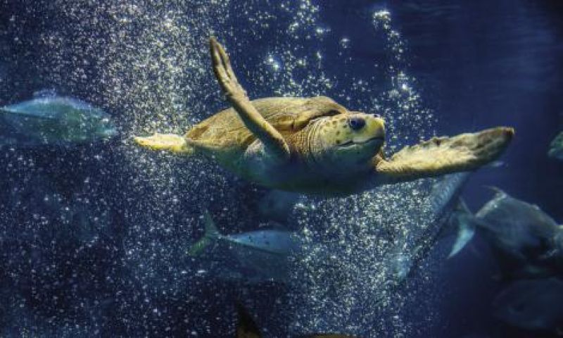 Caretta, a female loggerhead who was raised in captivity, lives in the South Carolina Aquarium’s Great Ocean Tank.