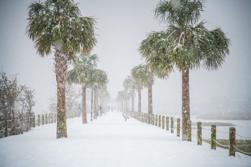 <strong>Pitt Street Bridge:</strong> The surreal beauty of palms covered in snow; <em>photograph by Nicholas Skylar Holzworth</em>