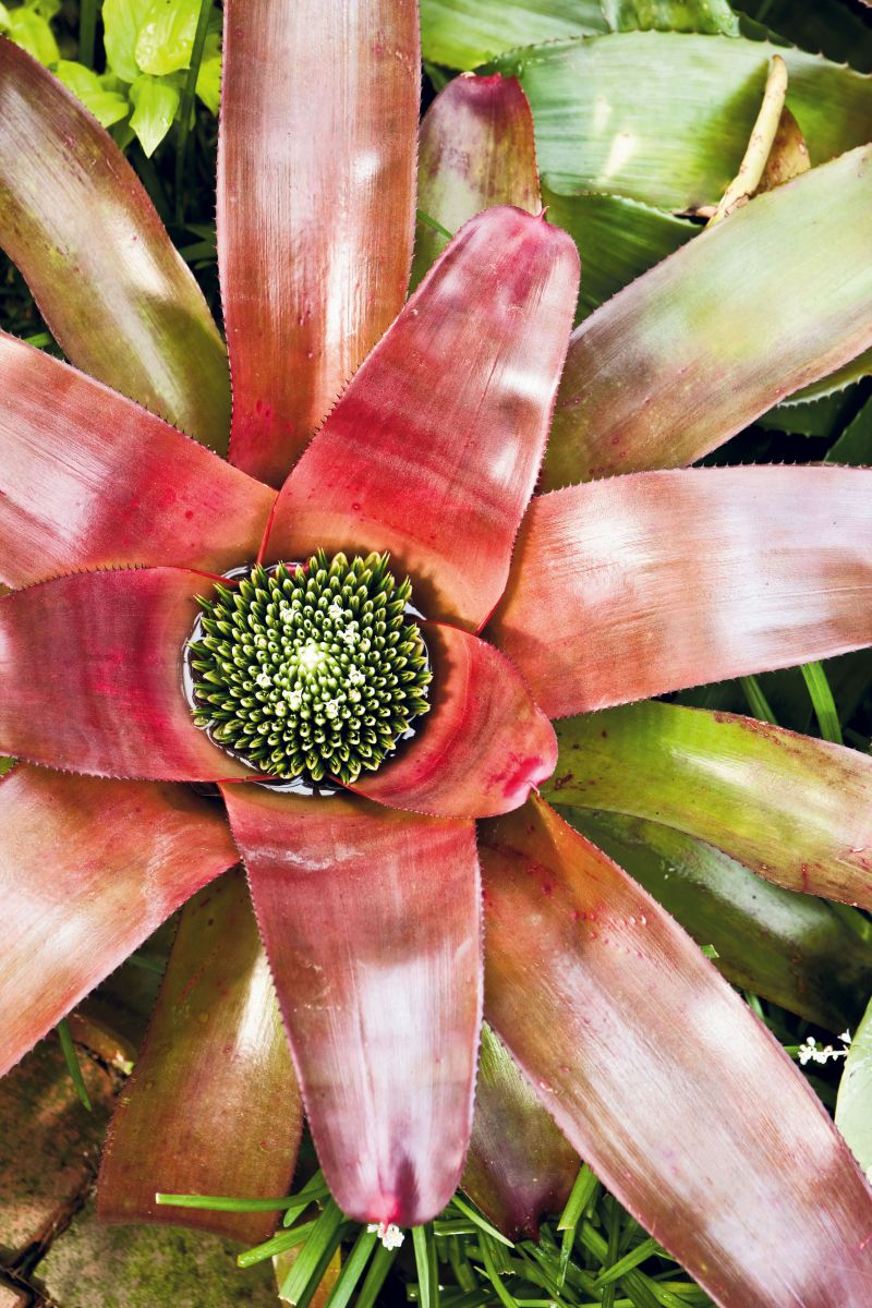 One of the hundreds of thriving bromeliads.