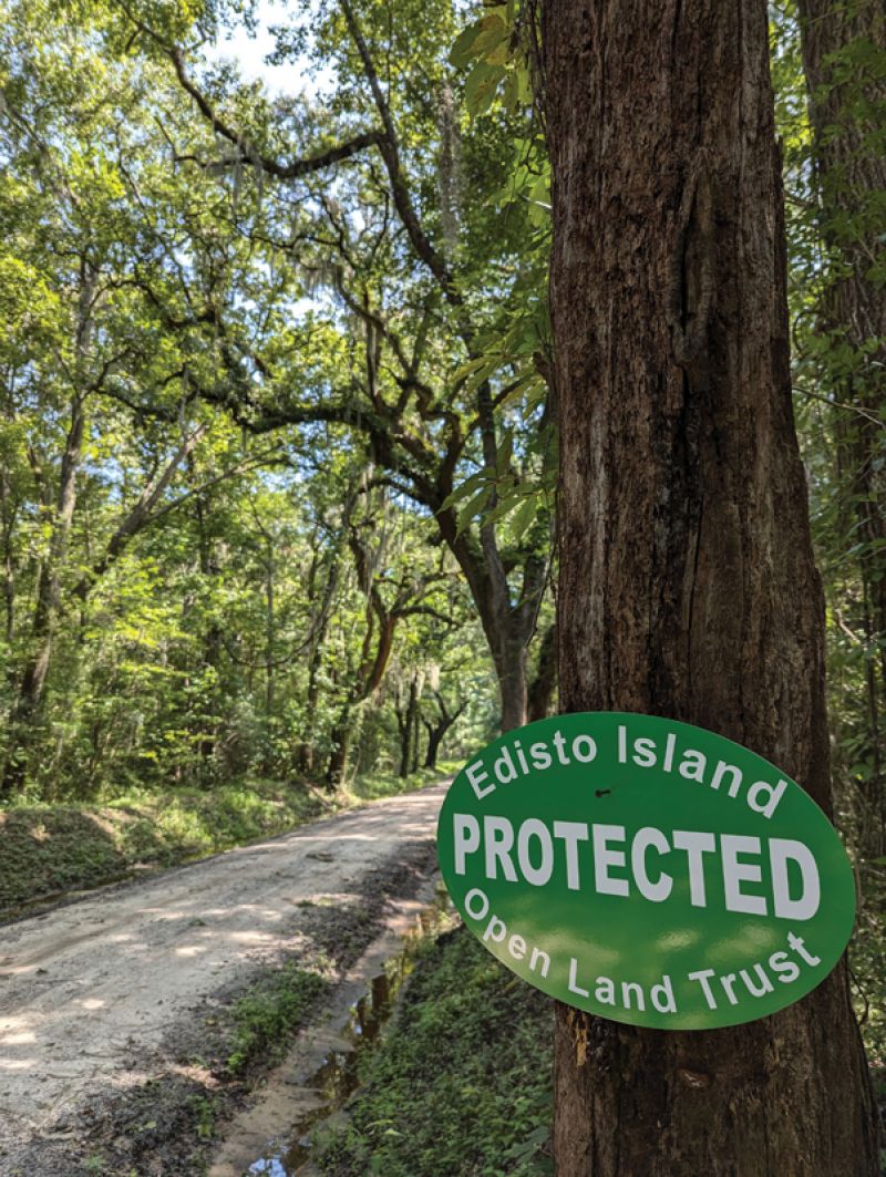 Grand live oaks on the Wescott Road Scenic Buffer.