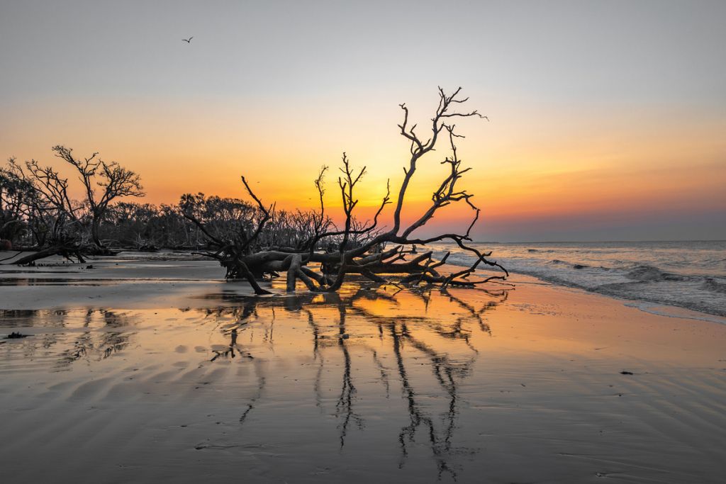 “The highlight of a visit is the boneyard beach that grew significantly after Hurricane Matthew in 2016. It’s accessible via a half-mile trail that crosses the marsh and a hammock island. At high tide, the skeletons of a former forest emerge from the surf. At low tide, they’re open for exploration.<i>”</i> <i>—</i>from the feature<i> “Ramble On” </i>by Stratton Lawrence