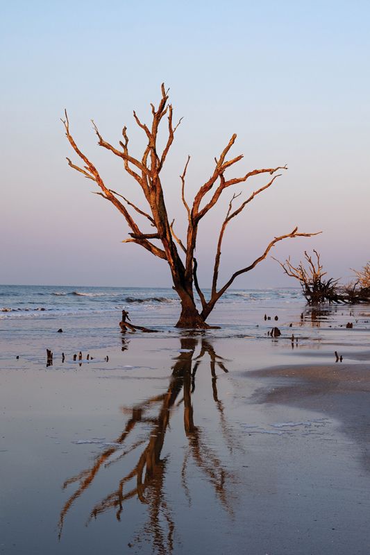 “It was high tide, and we had to pick our way through a tangled collage of driftwood, boneyard oaks—dead, skinless, but still firmly rooted in the water—and palmettos. A rough storm had recently cut away at the beach, leaving miniature cliffs with exposed striations of old oyster shells.” <i>—</i>from the essay<i> “Wild Kingdom” </i>by Melissa Bigner